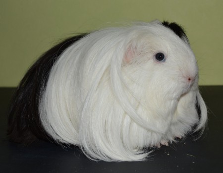 Paula AJWY z Poličky