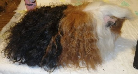 neof. CZCH Westby Little Joy