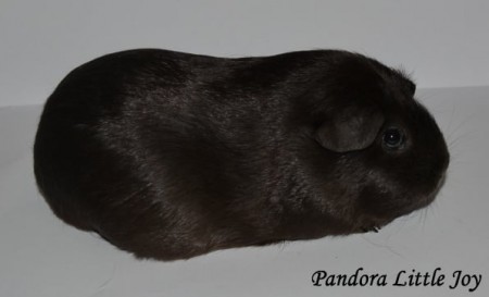 neof. JCH, CZCH, CZGCH Pandora Little Joy